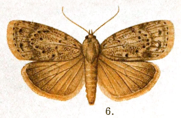 /filer/webapps/moths/media/images/S/stictigrapta_Characoma_AM_Lamborn_17-6.jpg