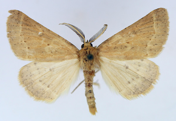 /filer/webapps/moths/media/images/S/stictoneura_Aethiopodes_AM_TMSA_02.jpg
