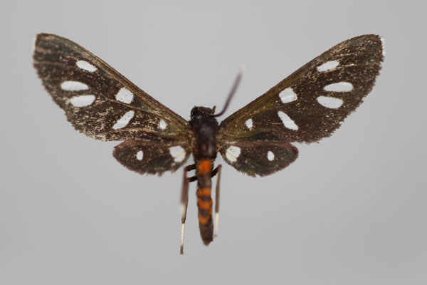 /filer/webapps/moths/media/images/S/stictoptera_Amata_HT_BMNH.jpg