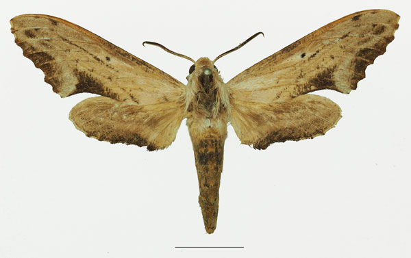 /filer/webapps/moths/media/images/S/stigma_Hippotion_AF_Basquina.jpg
