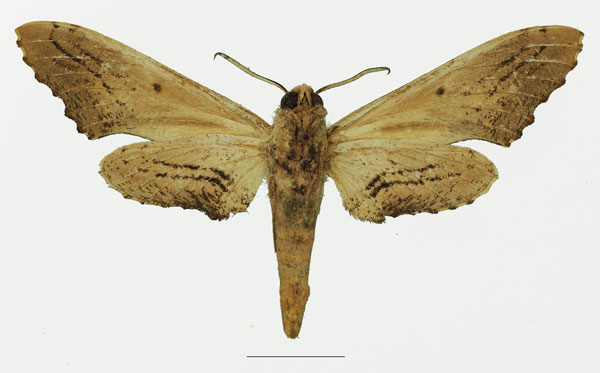 /filer/webapps/moths/media/images/S/stigma_Hippotion_AF_Basquinb.jpg