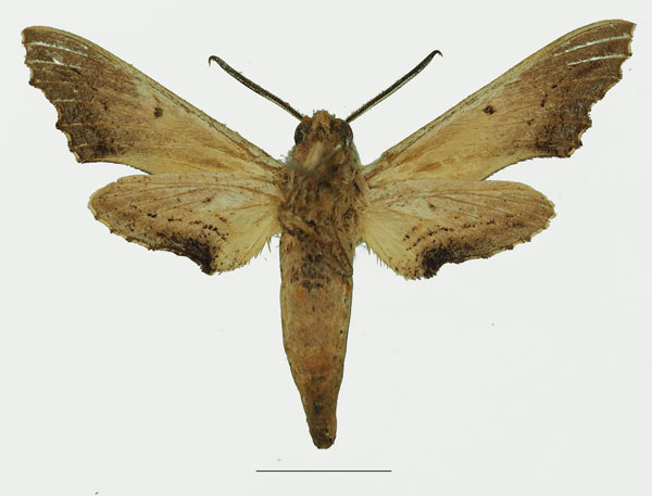 /filer/webapps/moths/media/images/S/stigma_Hippotion_AM_Basquinb.jpg