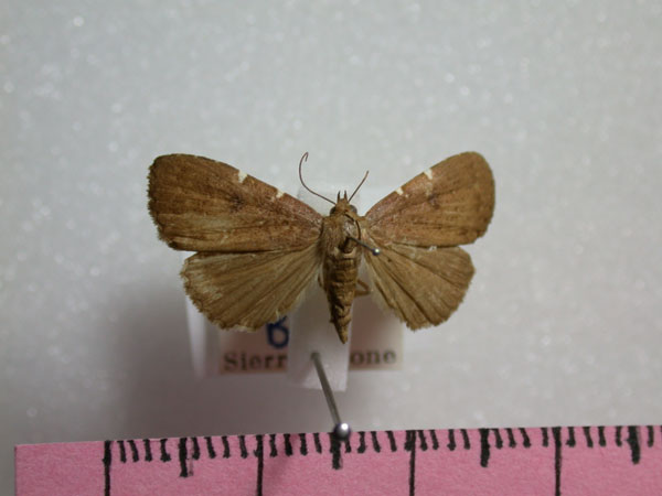 /filer/webapps/moths/media/images/S/stigmagrapta_Niphosticta_A_Revell.jpg