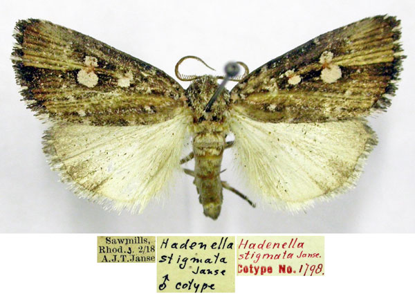 /filer/webapps/moths/media/images/S/stigmata_Hadenella_PTM_TMSA.jpg