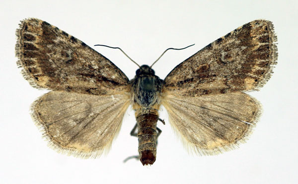 /filer/webapps/moths/media/images/S/stigmatia_Heliocheilus_AF_Aulombard.jpg