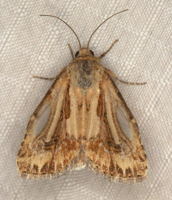 /filer/webapps/moths/media/images/S/stigmatia_Heliocheilus_AM_Heyns_01.jpg
