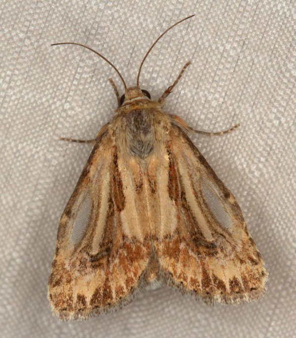 /filer/webapps/moths/media/images/S/stigmatia_Heliocheilus_AM_Heyns_02.jpg