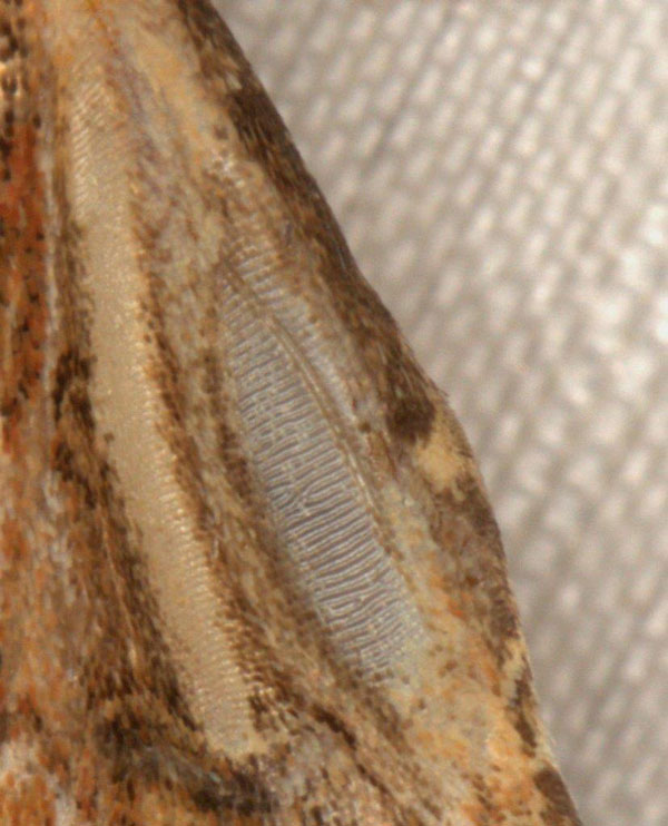/filer/webapps/moths/media/images/S/stigmatia_Heliocheilus_AM_Heyns_03.jpg