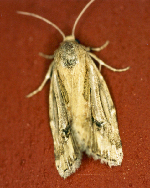 /filer/webapps/moths/media/images/S/stigmatia_Heliocheilus_A_Roland_01.jpg