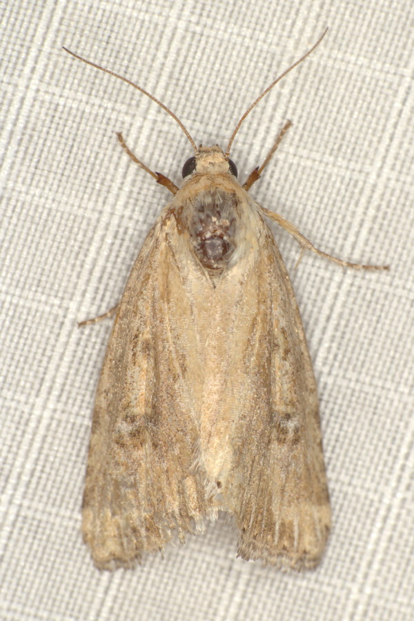 /filer/webapps/moths/media/images/S/stigmatia_Heliocheilus_F_Heyns_01.jpg