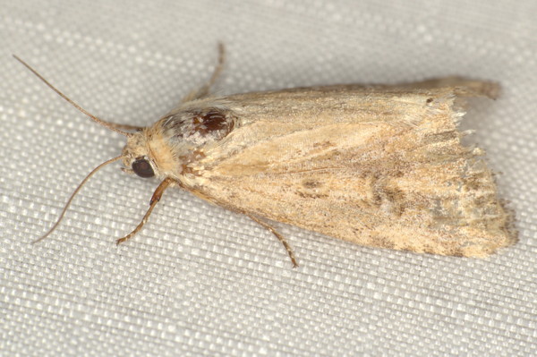 /filer/webapps/moths/media/images/S/stigmatia_Heliocheilus_F_Heyns_02.jpg