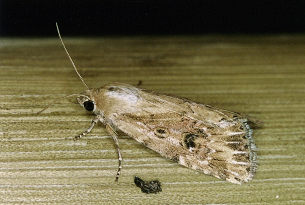 /filer/webapps/moths/media/images/S/stigmatia_Heliocheilus_F_Roland_01.jpg