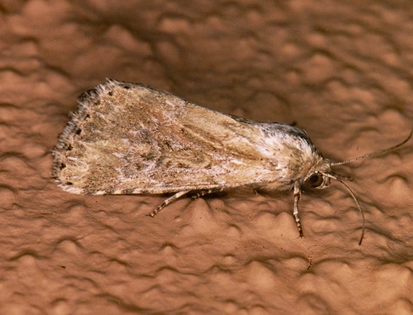 /filer/webapps/moths/media/images/S/stigmatia_Heliocheilus_F_Roland_01_OKOcfHt.jpg
