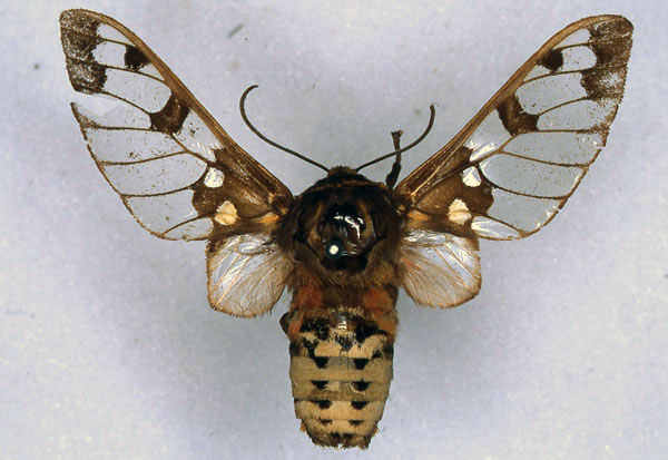 /filer/webapps/moths/media/images/S/stigmatica_Balacra_HT_ZMHB_01.jpg