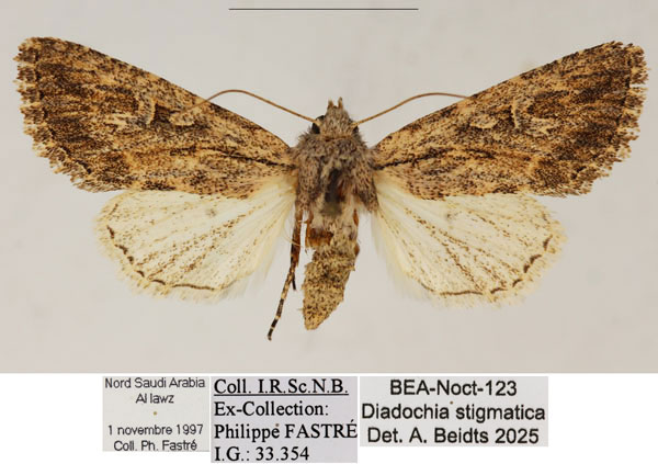 /filer/webapps/moths/media/images/S/stigmatica_Diadochia_AF_RBINS_01.jpg