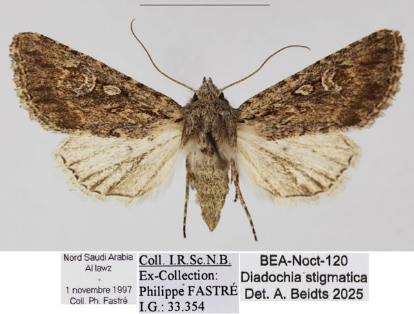 /filer/webapps/moths/media/images/S/stigmatica_Diadochia_AF_RBINS_02.jpg