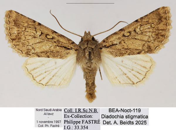 /filer/webapps/moths/media/images/S/stigmatica_Diadochia_AM_RBINS_02.jpg