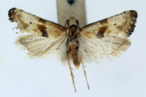 /filer/webapps/moths/media/images/S/stigmatica_Eugnosta_AM_ISEA_01.jpg