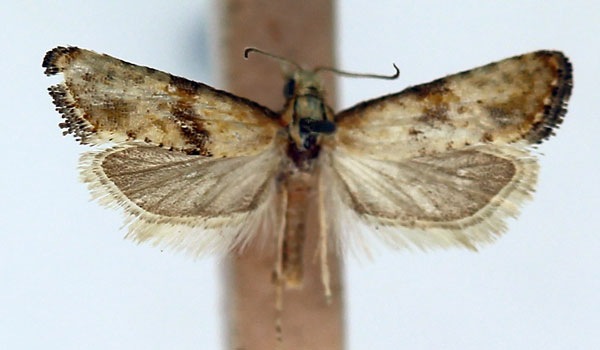 /filer/webapps/moths/media/images/S/stigmatica_Eugnosta_AM_ISEA_02.jpg