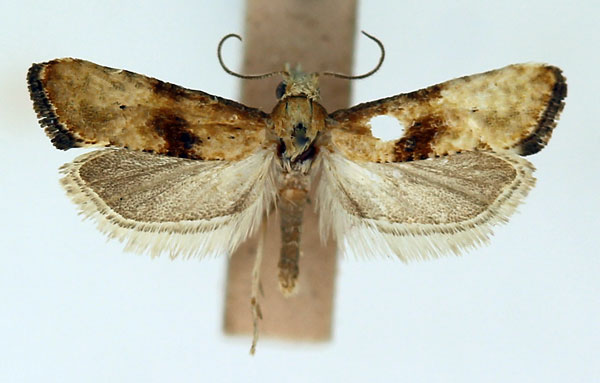 /filer/webapps/moths/media/images/S/stigmatica_Eugnosta_AM_ISEA_03.jpg