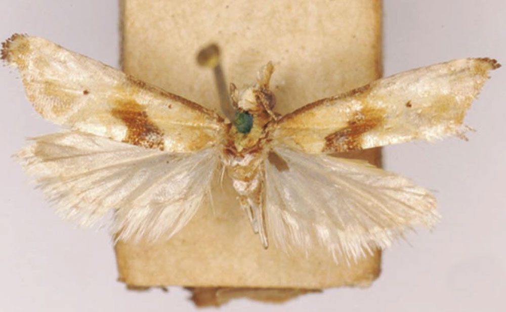 /filer/webapps/moths/media/images/S/stigmatica_Eugnosta_LT_SAMC.jpg