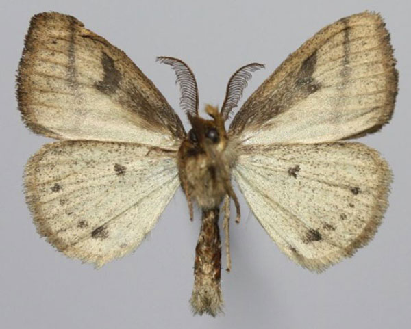 /filer/webapps/moths/media/images/S/stigmatica_Laelia_AM_Golovizinb.jpg