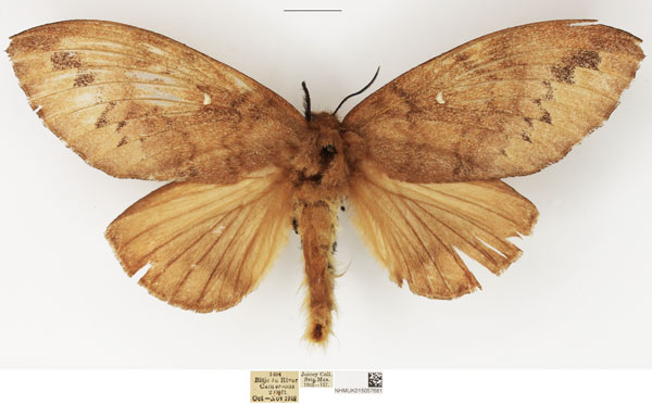 /filer/webapps/moths/media/images/S/stigmatica_Pachymetoides_AF_NHMUK.jpg
