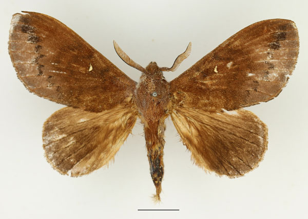 /filer/webapps/moths/media/images/S/stigmatica_Pachymetoides_AM_Basquin_01.jpg