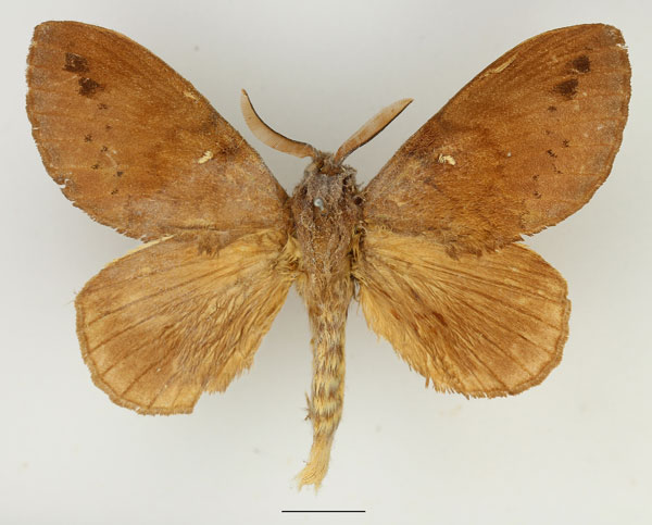 /filer/webapps/moths/media/images/S/stigmatica_Pachymetoides_AM_Basquin_02.jpg