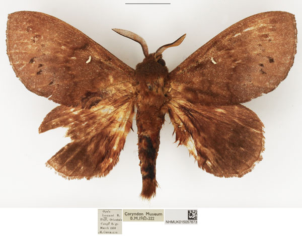 /filer/webapps/moths/media/images/S/stigmatica_Pachymetoides_AM_NHMUK.jpg