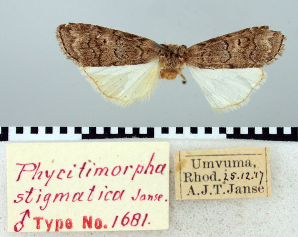 /filer/webapps/moths/media/images/S/stigmatica_Phycitimorpha_HT_TMSA.jpg