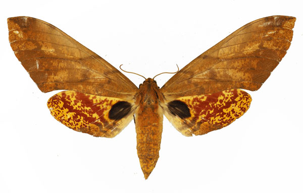/filer/webapps/moths/media/images/S/stigmatica_Platysphinx_AF_Basquin_01.jpg