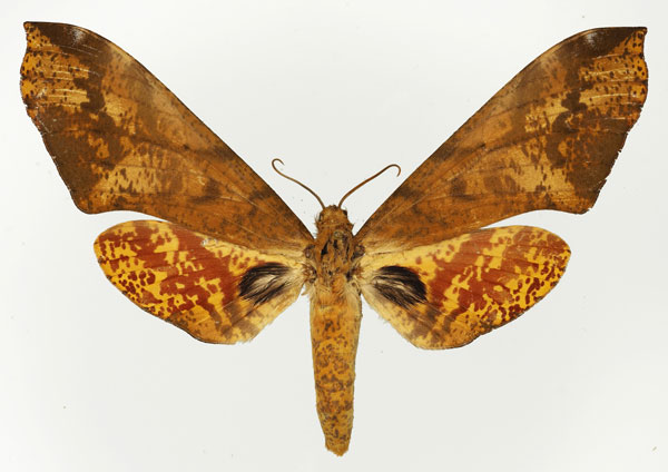 /filer/webapps/moths/media/images/S/stigmatica_Platysphinx_AF_Basquin_02.jpg