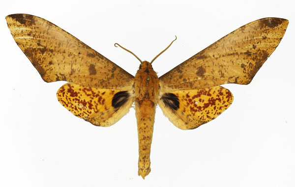 /filer/webapps/moths/media/images/S/stigmatica_Platysphinx_AM_Basquin_01.jpg