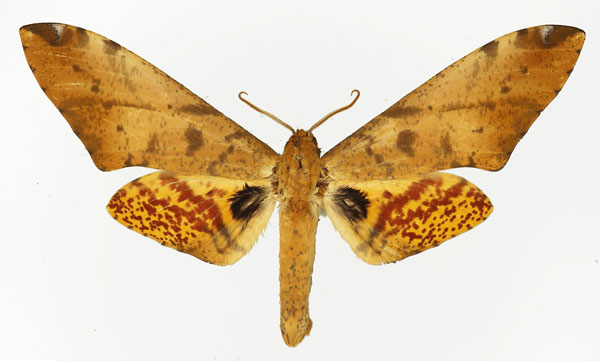 /filer/webapps/moths/media/images/S/stigmatica_Platysphinx_AM_Basquin_02.jpg