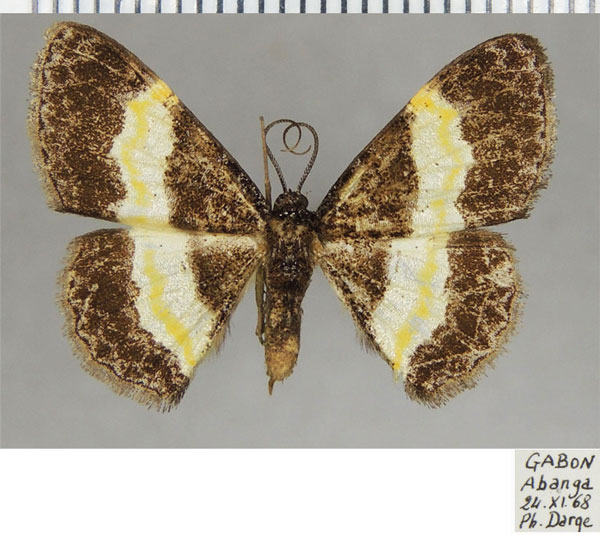 /filer/webapps/moths/media/images/S/stilbia_Pycnostega_AF_ZSM.jpg