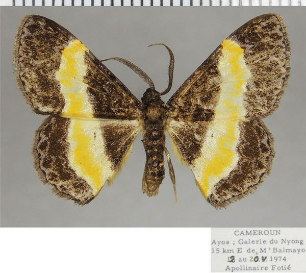 /filer/webapps/moths/media/images/S/stilbia_Pycnostega_AM_ZSMa.jpg