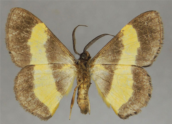 /filer/webapps/moths/media/images/S/stilbia_Pycnostega_AM_ZSMb.jpg