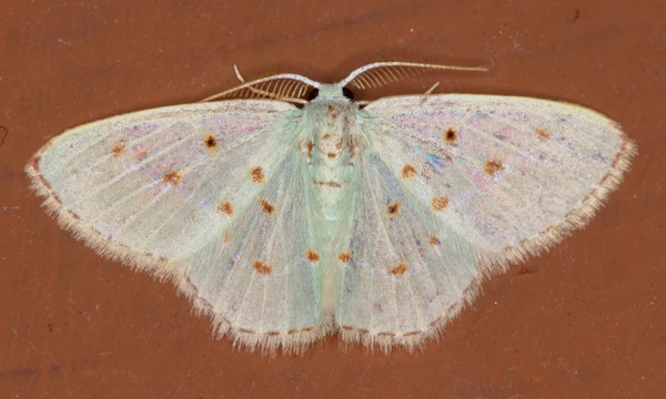 /filer/webapps/moths/media/images/S/stillata_Comostolopsis_A_Heyns_03.jpg