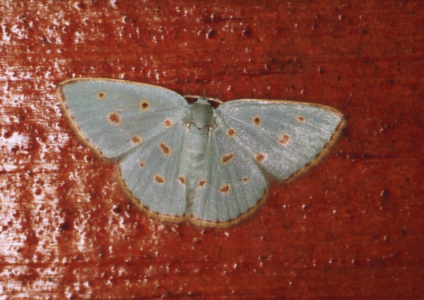 /filer/webapps/moths/media/images/S/stillata_Comostolopsis_A_Roland_09.jpg