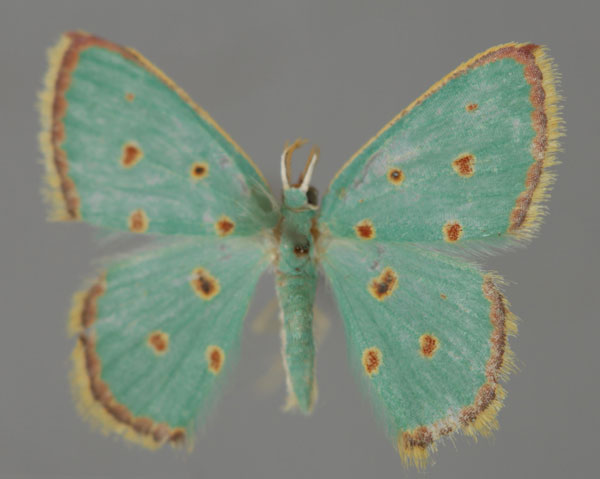 /filer/webapps/moths/media/images/S/stillata_Comostolopsis_A_ZSM_01.jpg