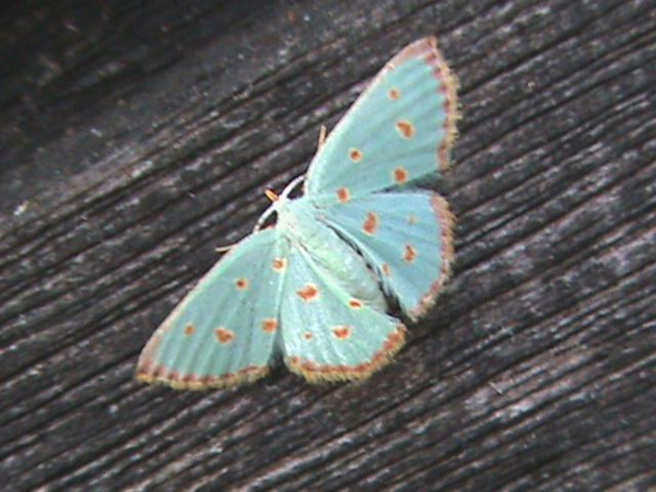 /filer/webapps/moths/media/images/S/stillata_mirabilaria_Comostolopsis_A_Guyonnet.jpg