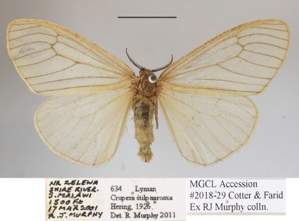 /filer/webapps/moths/media/images/S/stilpnaroma_Cropera_AF_MGCLa_02.JPG