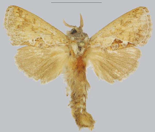 /filer/webapps/moths/media/images/S/stivafer_Metarbela_AM_ANHRT.jpg