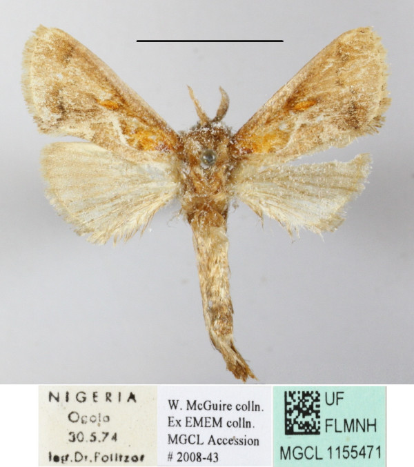 /filer/webapps/moths/media/images/S/stivafer_Metarbela_A_MGCLa_01.jpg