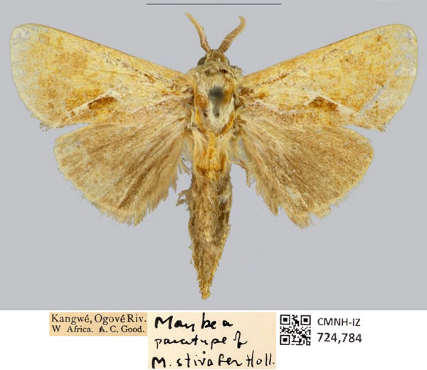 /filer/webapps/moths/media/images/S/stivafer_Metarbela_PTM_CMNH.jpg