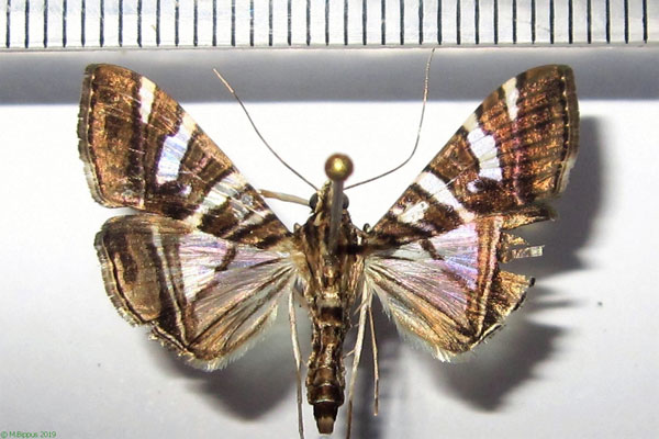 /filer/webapps/moths/media/images/S/stolalis_Glyphodes_A_Bippus.jpg