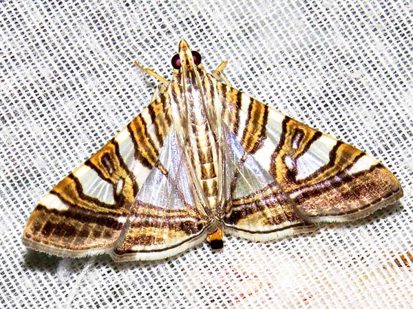 /filer/webapps/moths/media/images/S/stolalis_Glyphodes_A_Braun_08.jpg