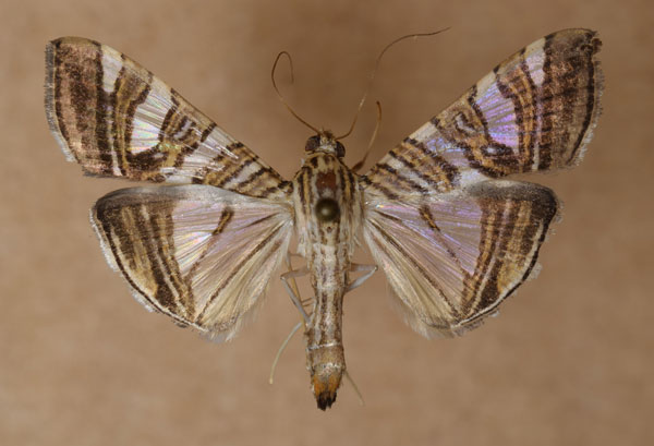 /filer/webapps/moths/media/images/S/stolalis_Glyphodes_A_Butler_02.jpg