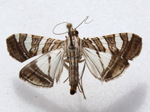 /filer/webapps/moths/media/images/S/stolalis_Glyphodes_A_Goff.jpg